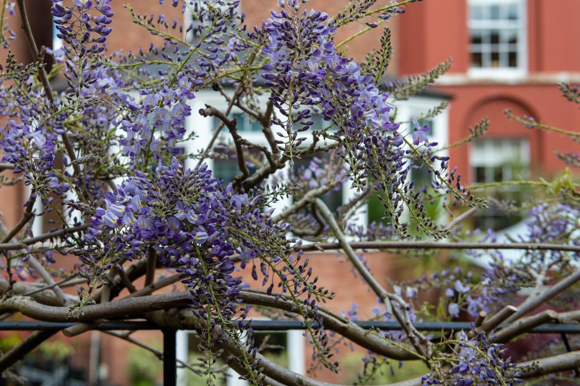Darwin'S Townhouse Bed & Breakfast Шрусбъри Екстериор снимка Wisteria sinensis